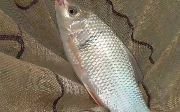 土鲮鱼价格多少钱一斤?