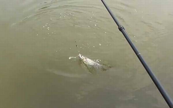 土鲮鱼什么时候产卵?