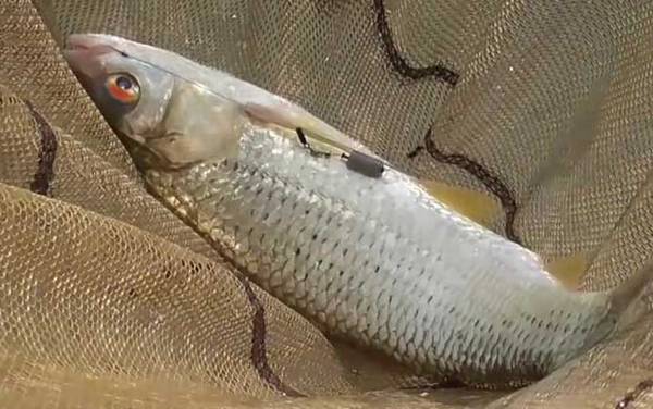 土鲮鱼价格多少钱一斤?