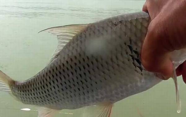 土鲮鱼一年能长多大?