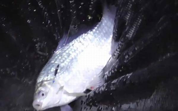 土鲮鱼一年能长多大?