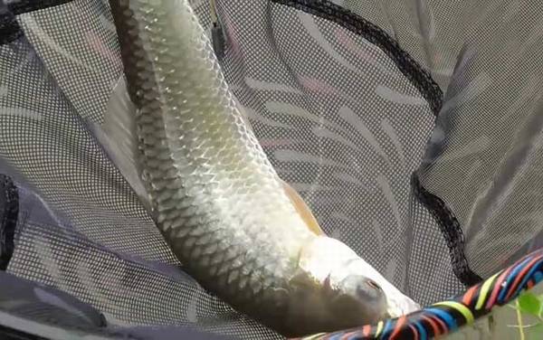 土鲮鱼晚上开口吗?