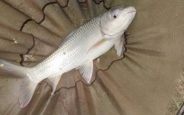 土鲮鱼和麦鲮鱼有什么区别?