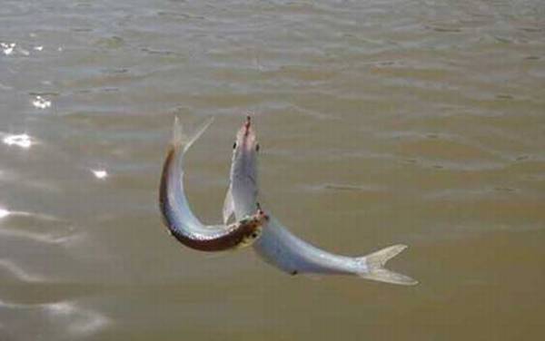 白条鱼长什么样子?