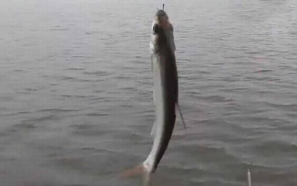 白条鱼什么时候产卵?