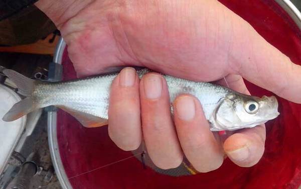 白条鱼为什么长不大?