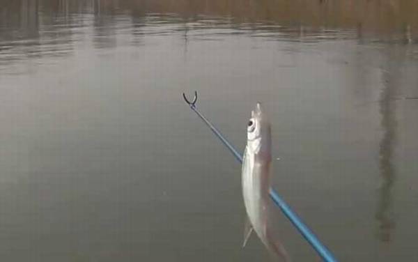 白条鱼为什么长不大?