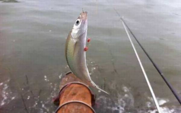 白条鱼为什么一出水就死?