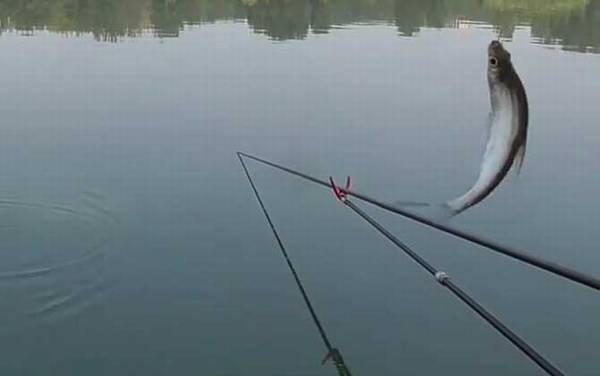 白条鱼什么时候开口?