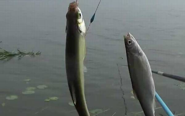 白条鱼为什么容易死亡?