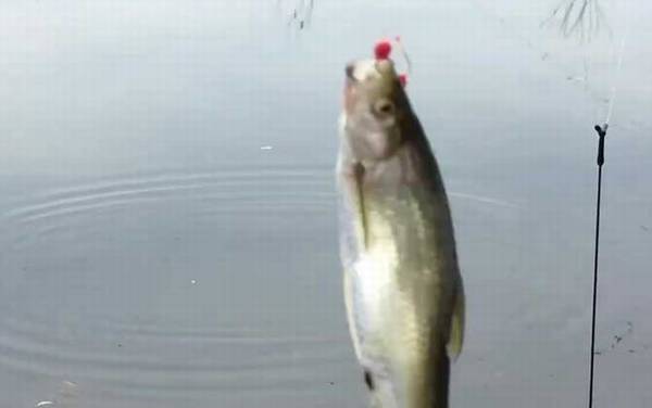 白条鱼能养活吗?