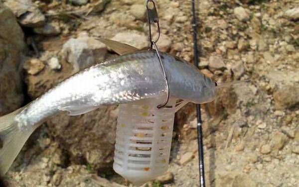 白条鱼能养活吗?