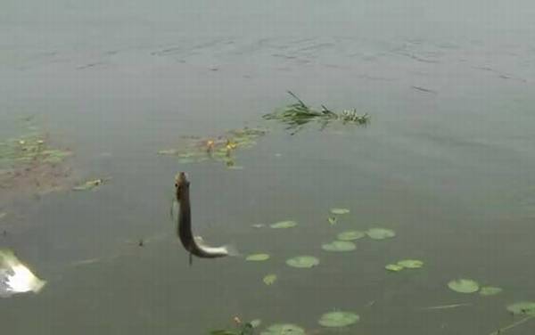 白条鱼是海鱼还是河鱼?