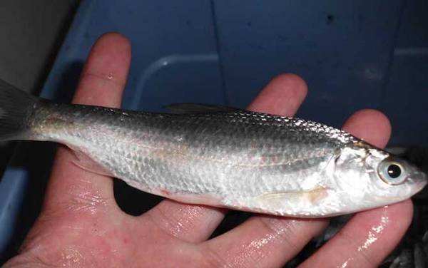 白条鱼吃小鱼吗?