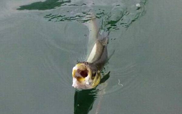 白水鱼和白条鱼的区别