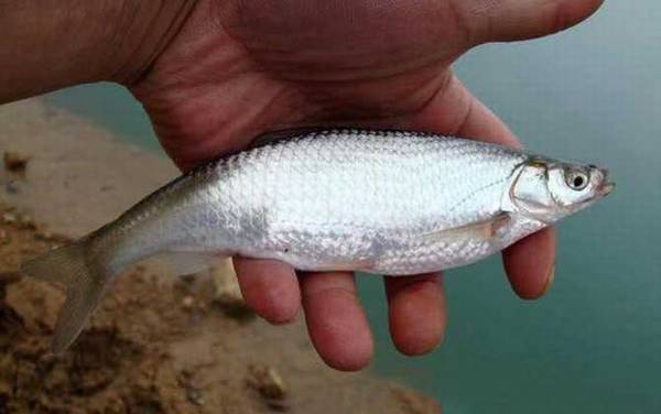 白水鱼和白条鱼的区别
