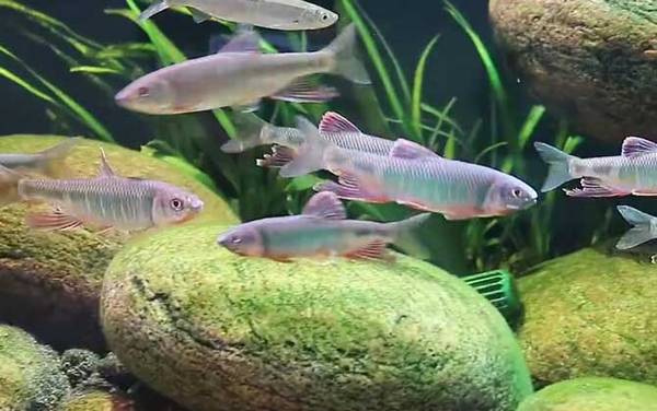 白条鱼和红翅子鱼是一种鱼吗?