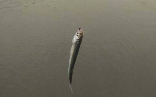 白条鱼一年繁殖几次?