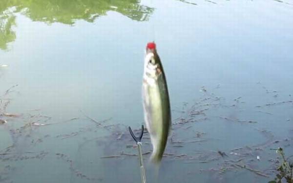 白条鱼为什么没人养?