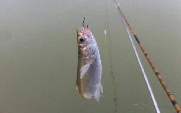 水里有白条鱼说明水质好吗?