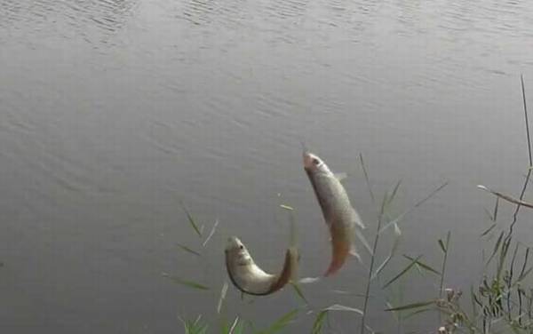 水里有白条鱼说明水质好吗?