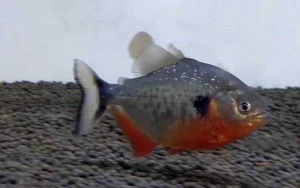 ˮ������ʲô�㣿