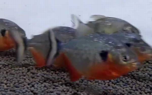 ˮ������ʲô�㣿