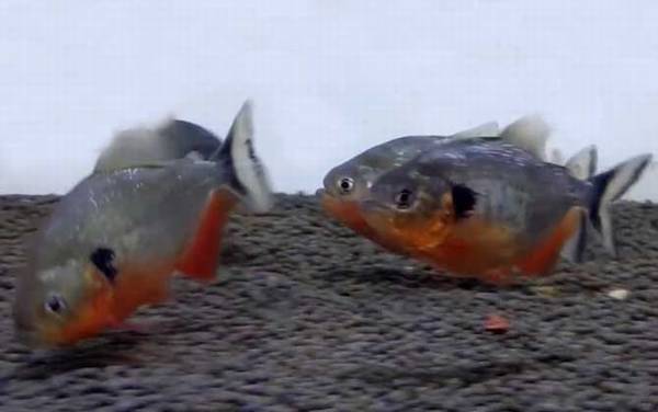 ˮ������ʲô�㣿