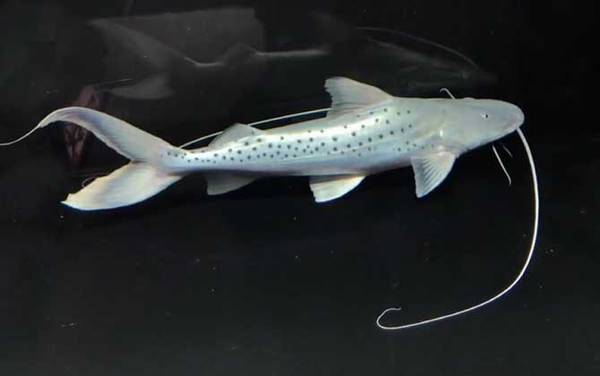 撒旦鸭嘴是什么鱼?