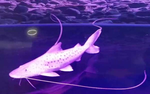 撒旦鸭嘴是什么鱼?