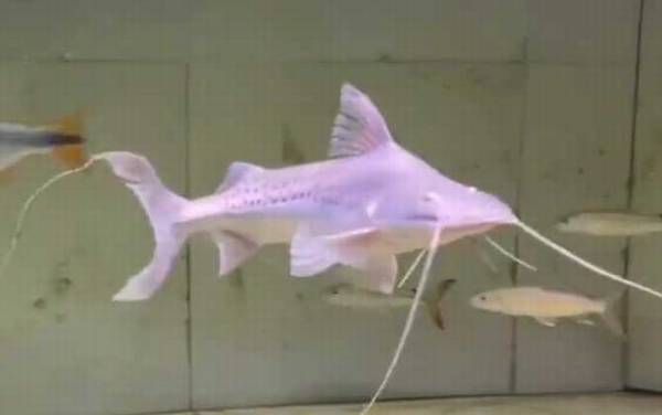 撒旦鸭嘴是什么鱼?