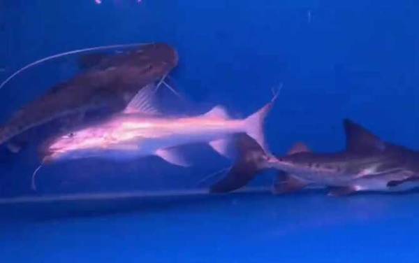 撒旦鸭嘴是什么鱼?