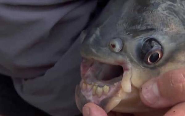 人齿鱼是什么鱼?