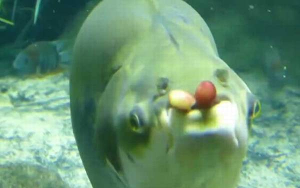 人齿鱼是什么鱼?