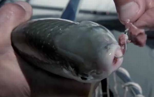 人齿鱼是什么鱼?