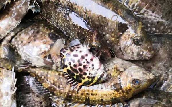 泥猛鱼是什么鱼?