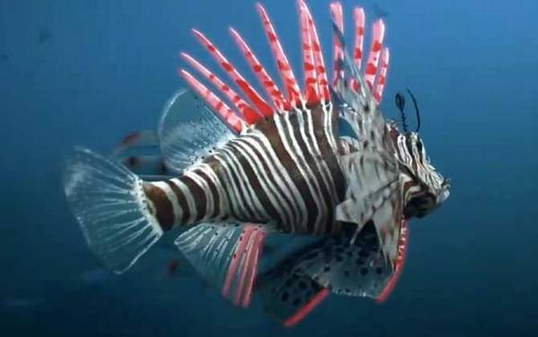 狮子鱼是什么鱼?