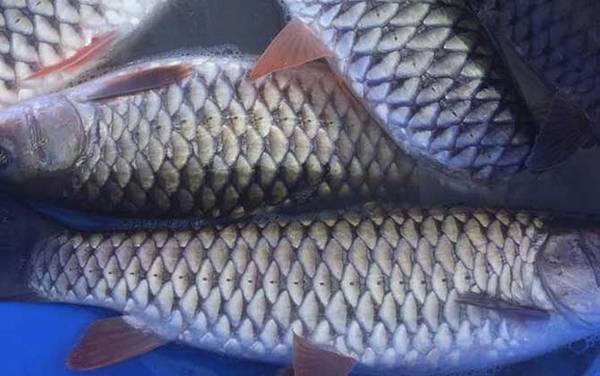 倒刺鲃是什么鱼?