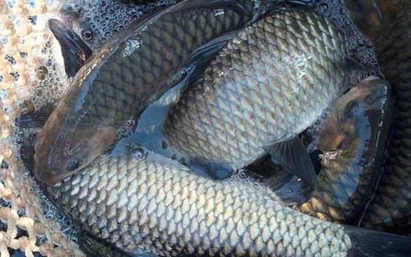 �������м��֣�