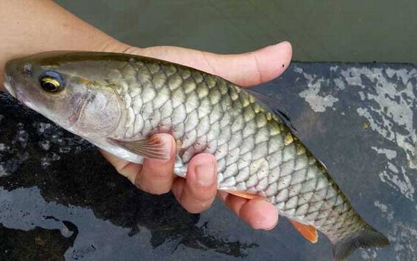 �������м��֣�