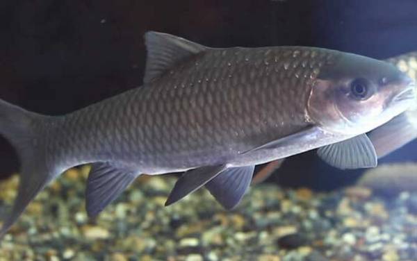 �������м��֣�