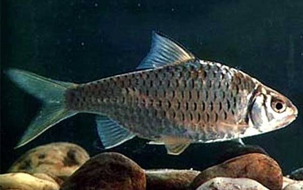 �������м��֣�