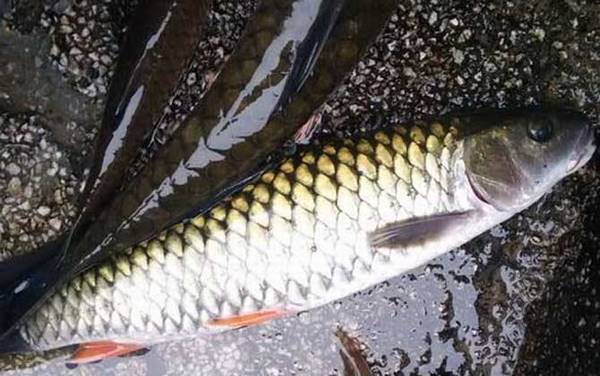 光倒刺鲃是什么鱼?