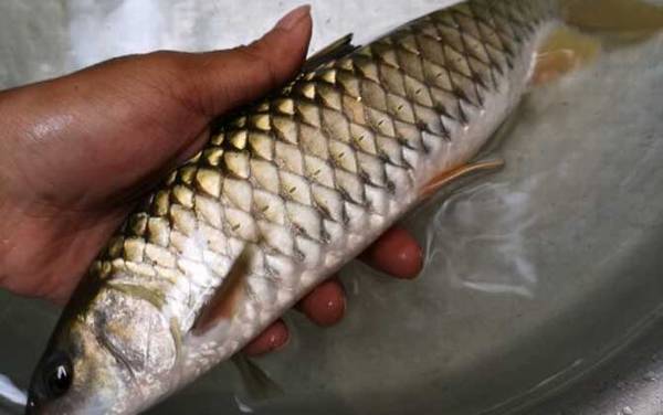 光倒刺鲃是什么鱼?