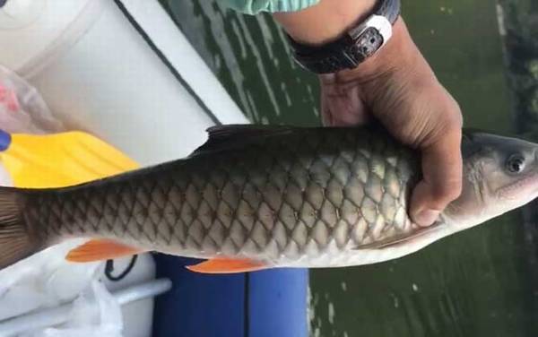 光倒刺鲃是什么鱼?