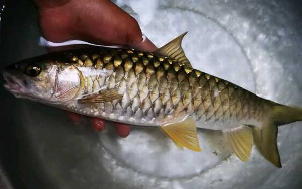 倒刺鲃和青竹鱼的区别