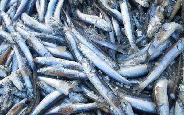 鳀鱼是什么鱼?