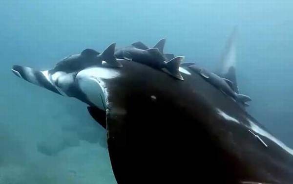 吸盘鱼是什么鱼?