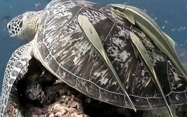 吸盘鱼是什么鱼?