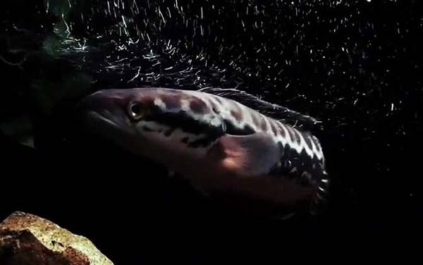 小盾鳢是什么鱼?